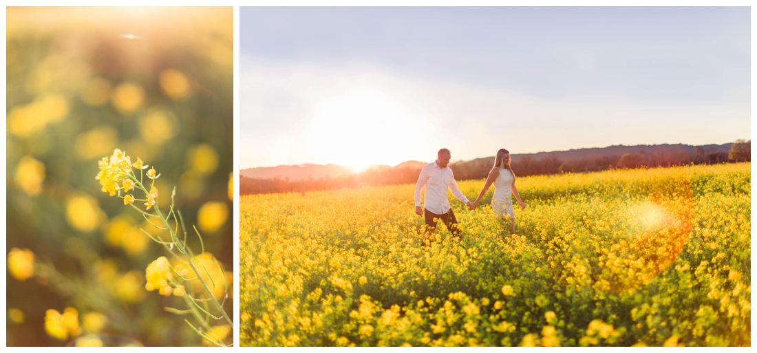 alexander valley engagement session, sonoma engagement photographer, soda rock winery, soda rock winery engagement session, soda rock winery wedding photographer, mustard field, sonoma mustard field, mustard field portraits, mustard field engagement, rustic sonoma engagement shoot, rustic engagement photos, barn engagement photos, courtney stockton photography 